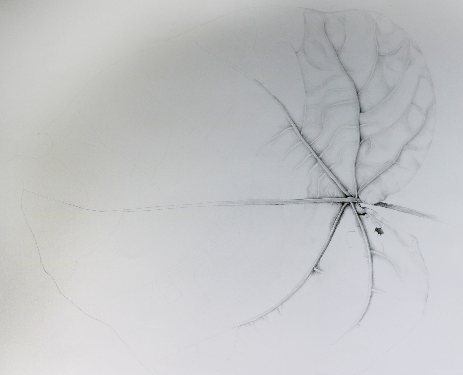 sylvie coignard feuille