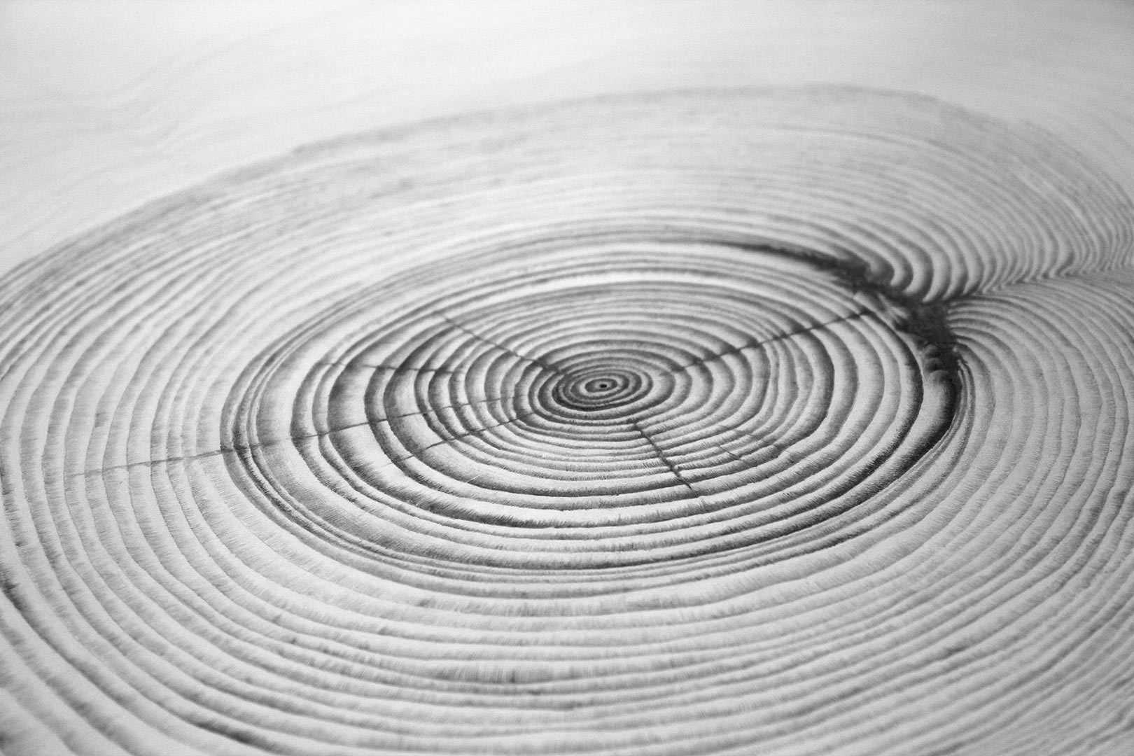 sylvie coignard plasticienne oeuvre