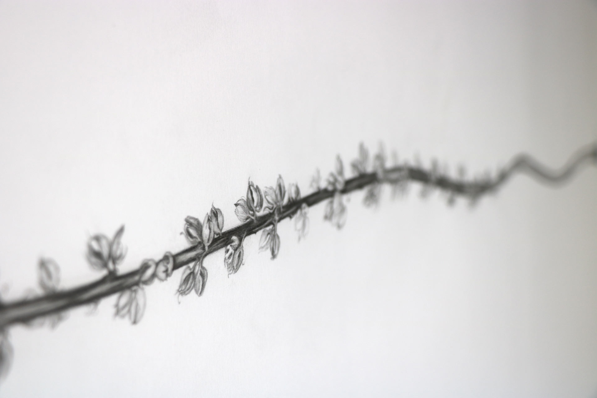 Sylvie COIGNARD artiste