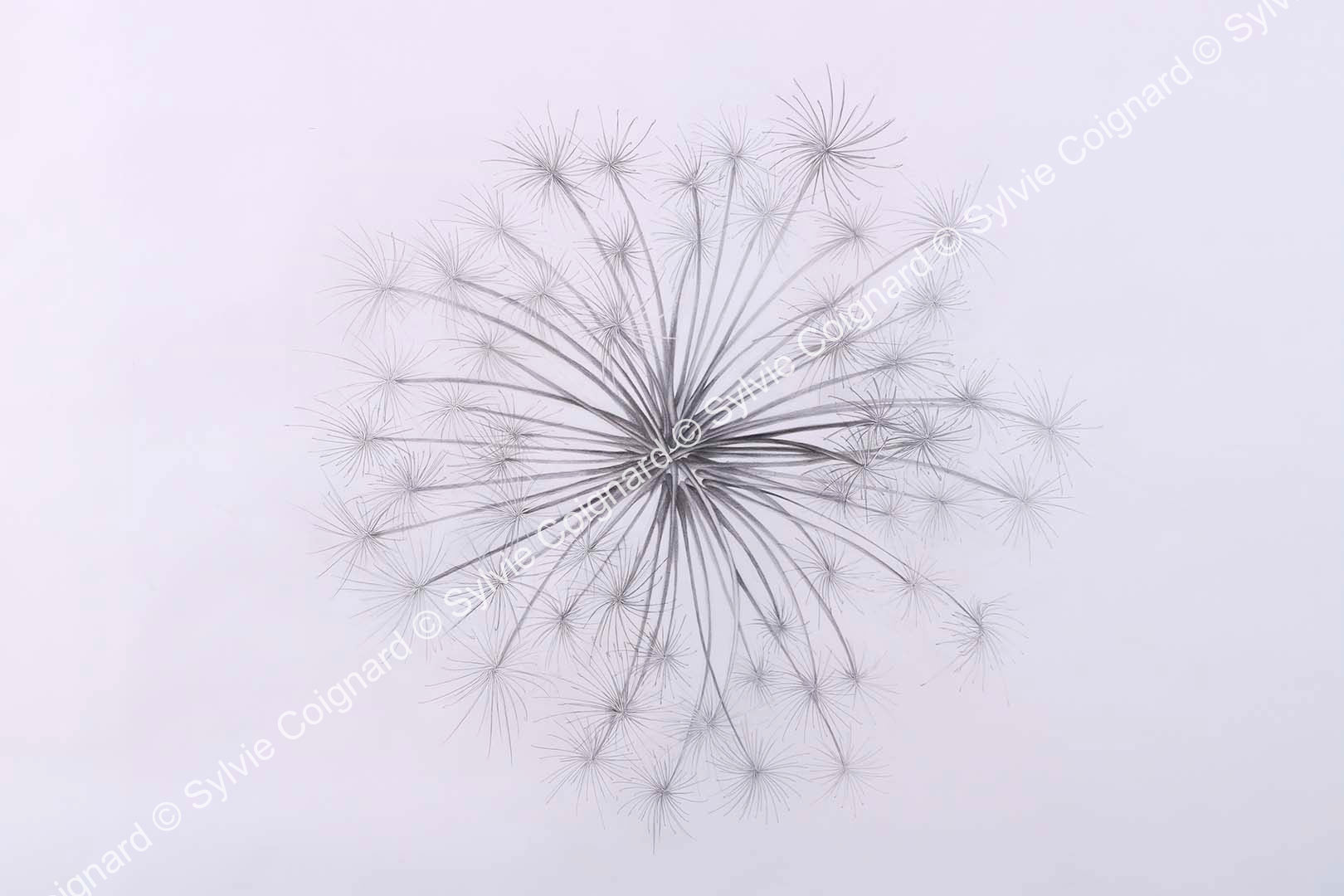 sylvie coignard pistil